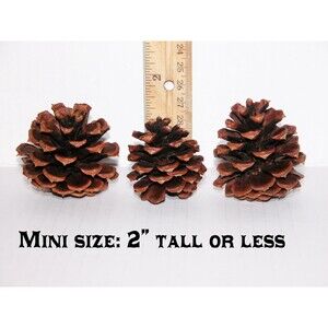 Lot of 25 - PONDEROSA Pine Cones Oregon Organic Pinecones MINI SIZE 2" or less